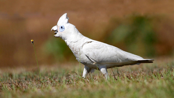 cacatua