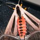 Insecto con aspecto de “criatura alienígena” generó miedo y numerosas dudas
