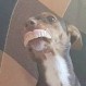 Una perrita le robó la dentadura postiza a una abuelita y las fotos enloquecieron a todos en redes sociales