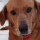 Perrito le hace la “ley del hielo” a su dueña por llevarlo engañado al veterinario