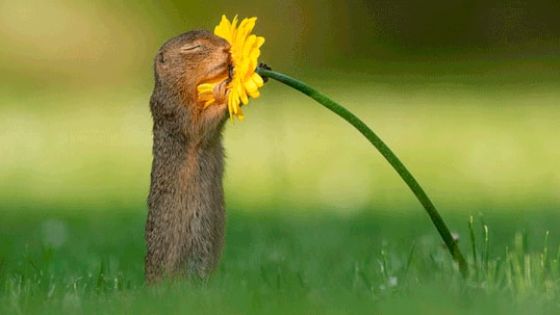 En esta fotografía tomada por Dick van Dujin se puede observar el momento preciso en el que una adorable ardilla huele una margarita.
