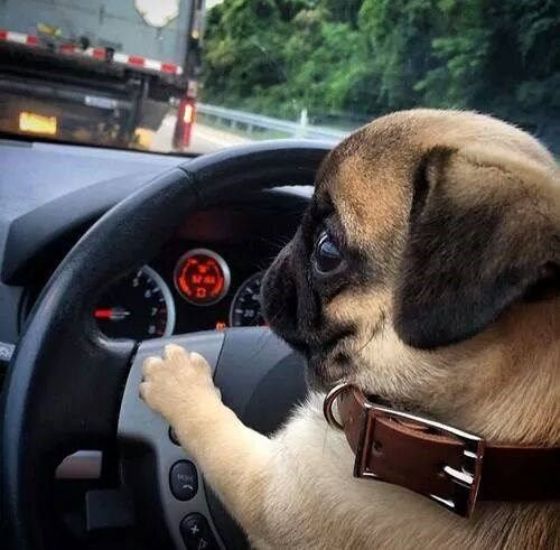 Imagen referencial de las adorables mascotas que esperan impaciente a su dueño.