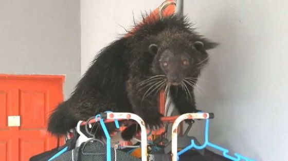 Gato-oso