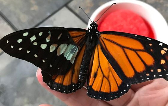 mariposa