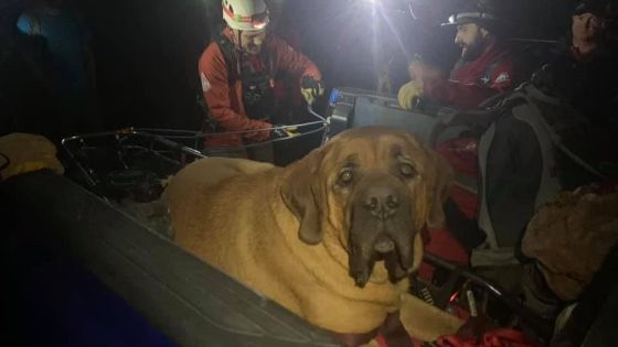 Perrito gordo es rescatado de una montaña en Estados Unidos.