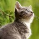 Un nuevo acertijo invita a encontrar un gato entre las palomas