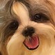 Perrita es fenómeno en Instagram porque duerme como los humanos: Pura ternura