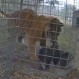 Video: Un buitre fingió su muerte para evitar ser devorado por un enorme tigre