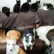 Una mujer logró que sus 17 mascotas posaran para una foto familiar: Una tarea realmente complicada