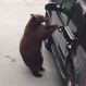Video: Oso se subió a un auto por la puerta delantera como si fuera un humano