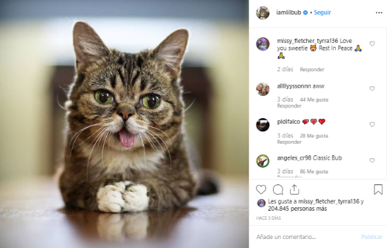 Falleció el gatito más popular de Instagram.