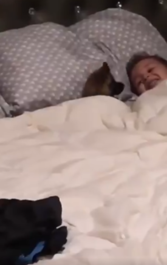 Niño es sorprendido jugando con perrito