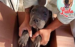 Un niño entregó a su querida mascota en un refugio y explicó en una carta su dramática decisión