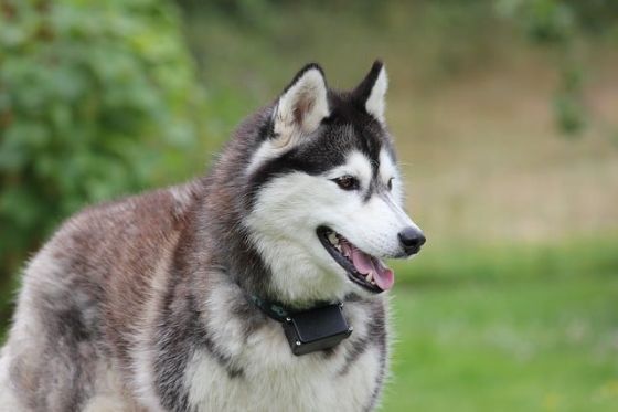 Un perrito acaricia a un bebé recién nacido y se hace viral.