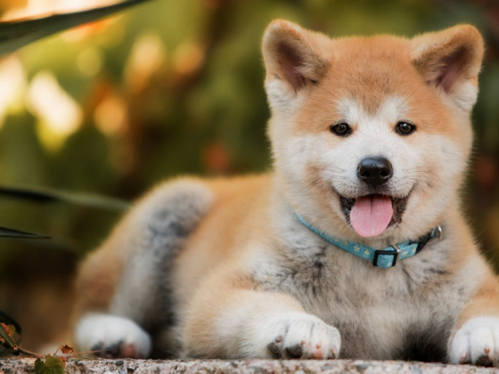 Usuarios de Internet viralizaron la evoluvión de un perrito en Twitter.