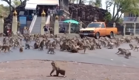 Cientos de monos repletan las calles de Tailandia.