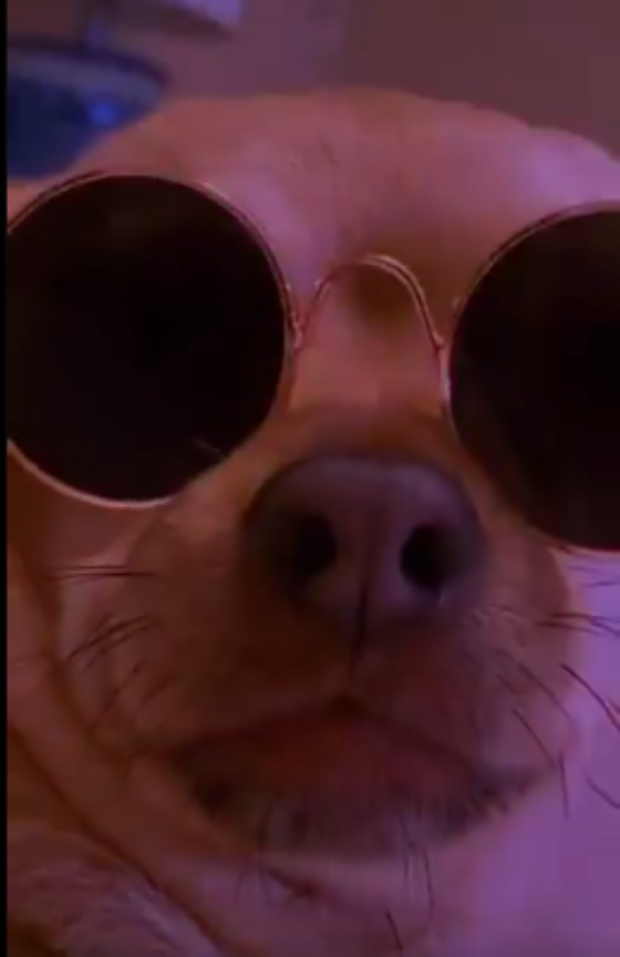 Un Chihuahua con lentes y música electrónica enamora en redes sociales.