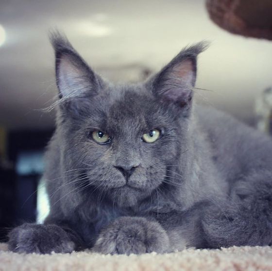 Gatos con apariencia humana sorprenden en redes sociales.
