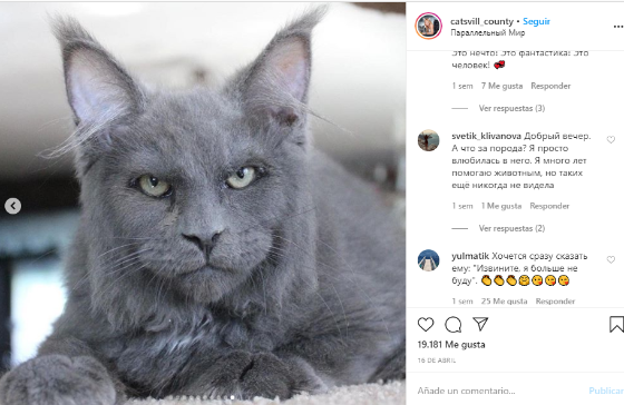 GATO HUMANO