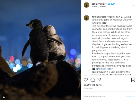 PINGUI111