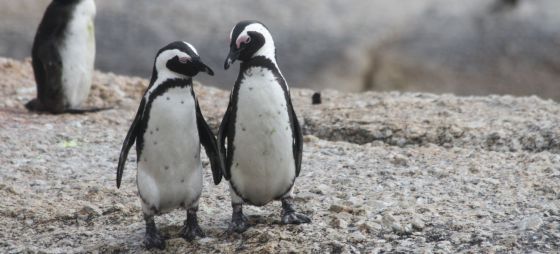 Una pareja de pingüinos viudos emociona en redes sociales.