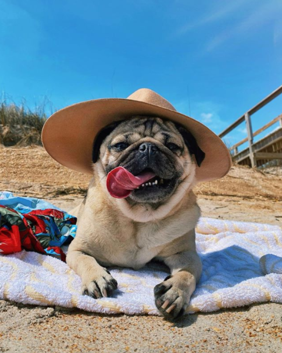 pug