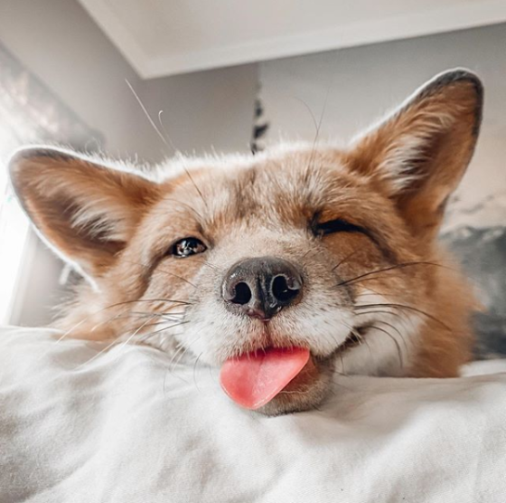 zorro