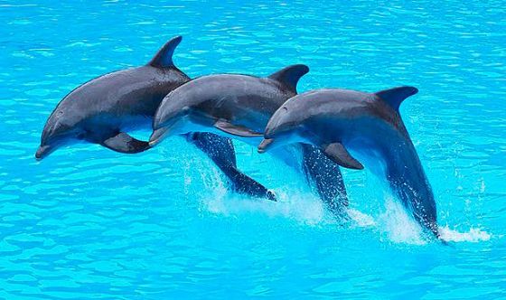 Delfines agradecen que se haya levantado la cuarentena en Australia.