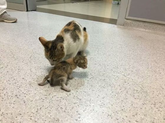 Una gatita llevó a su cría a la clínica para que sea atendida y sorprendió a todos en redes sociales.