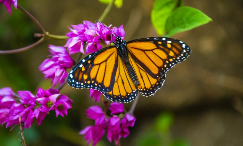 mariposa