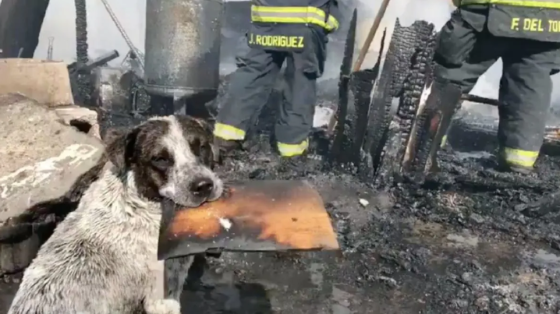 Un perrito fue encontrado entre las cenizas llorando por su hogar que fue destruido tras un incendio.
