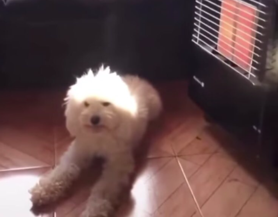 El viral ya tiene cientos de reacciones en redes sociales.