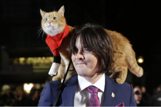 El gato callejero le cambió la vida por completo a un hombre.