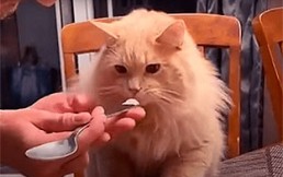 Gato probó el helado por primera vez: Video muestra su extraña y divertida reacción