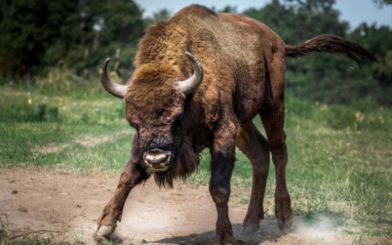 Una mujer se hizo la muerta para evitar que la ataque un bisonte.