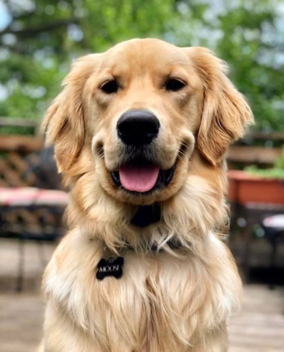 Perrito recibe al cartero de la forma más cariñosa posible.