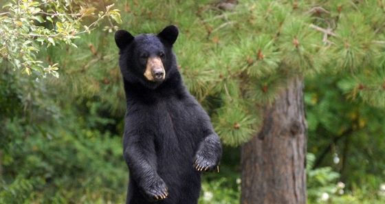 Un oso se acercó a una mujer en pleno paseo.