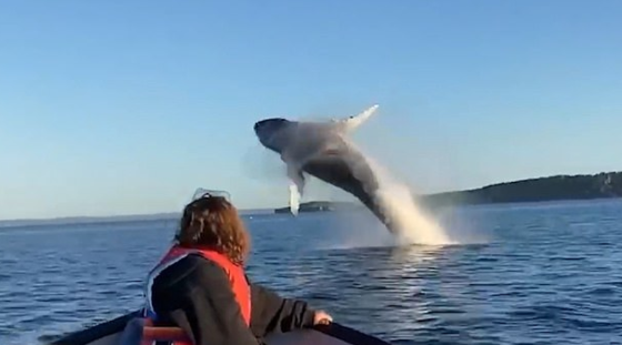 Dos ballenas jorobadas saltaron frente a un padre y su hija.