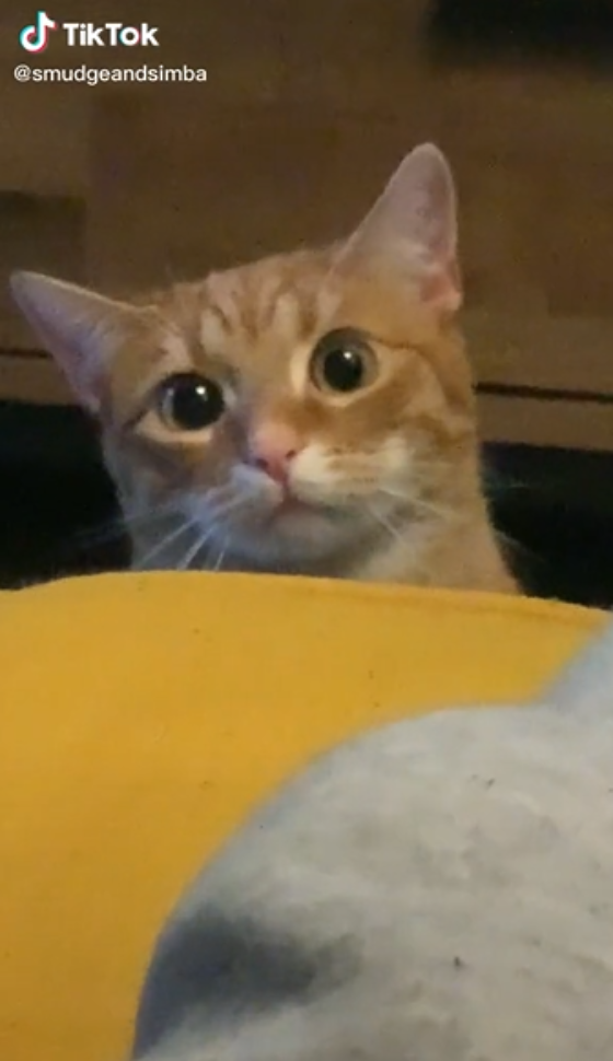 Gato TikTok