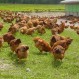 Divertidos videos recrean escenas de “Los Vengadores” y “300″ con “gallinas guerreras”