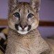 Días de terror causado por un puma terminaron en un lavaplatos: Mira el video
