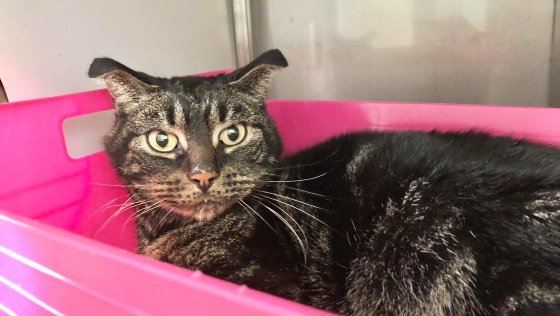 Felino se mantuvo atrapado por varios días, pero logró sobrevivir.