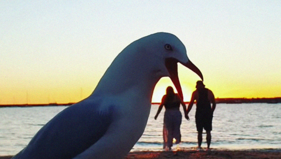 Gaviota se "come" a una pareja de enamorados.