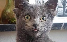 Conoce a “Midas”, la gatita que arrasa en Instagram por sus cuatro orejas