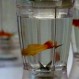 “Peces en la juguera”: La controvertida acción de arte que invitaba al público a triturarlos