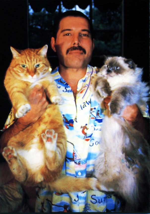 5c73ae748a65a-freddie-mercury-cats-5c6fb3e608ae2-jpeg__605