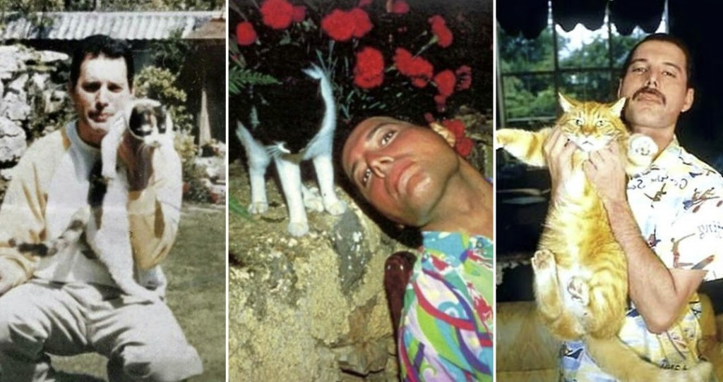 freddie-cats