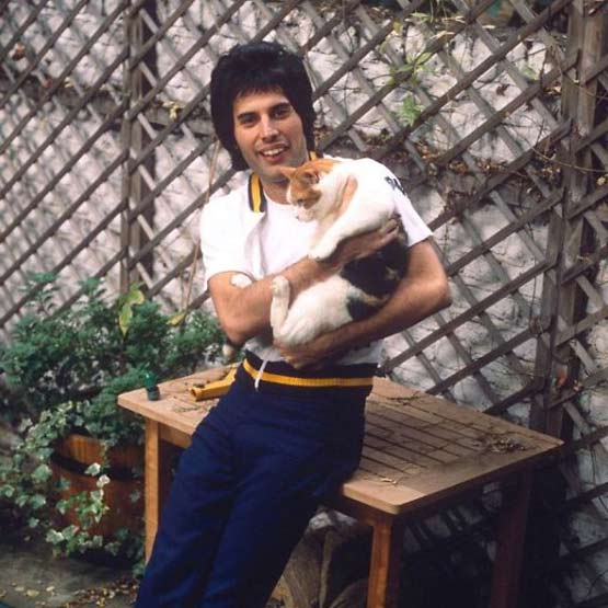 gataria-artigo-freddie-mercury-5