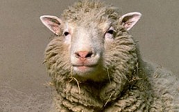 La oveja Dolly, la revolución del primer mamífero clonado de la historia