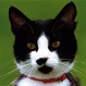 Socks: La historia del gato más famoso y “poderoso” del mundo en los 90′